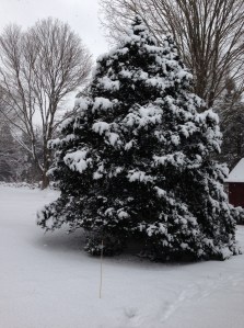Tree with snow in the backyard